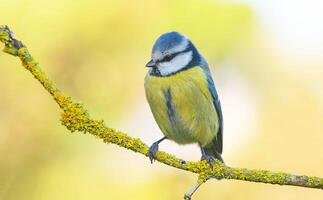 pájaro fotografía, pájaro imagen, más hermosa pájaro fotografía, naturaleza fotografía foto