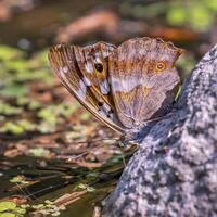 monarca, hermosa mariposa fotografía, hermosa mariposa en flor, macro fotografía, bello naturaleza foto