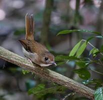 pájaro fotografía, pájaro imagen, más hermosa pájaro fotografía, naturaleza fotografía foto