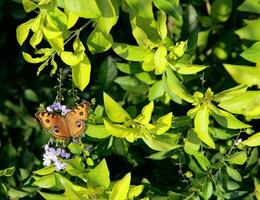 monarca, hermosa mariposa fotografía, hermosa mariposa en flor, macro fotografía, bello naturaleza foto