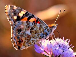 monarca, hermosa mariposa fotografía, hermosa mariposa en flor, macro fotografía, bello naturaleza foto