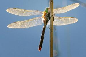 Dragonfly Photography, closeup shot of a dragonfly in the natural environment photo