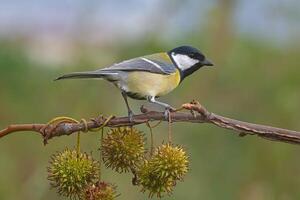 pájaro fotografía, pájaro imagen, más hermosa pájaro fotografía, naturaleza fotografía foto