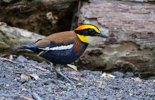 pájaro fotografía, pájaro imagen, más hermosa pájaro fotografía, naturaleza fotografía foto