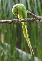 pájaro fotografía, pájaro imagen, más hermosa pájaro fotografía, naturaleza fotografía foto