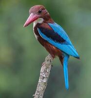 pájaro fotografía, pájaro imagen, más hermosa pájaro fotografía, naturaleza fotografía foto