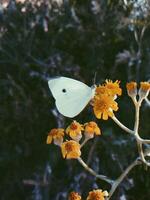 Monarch, Beautiful Butterfly Photography, Beautiful butterfly on flower, Macro Photography, Beautyful Nature photo