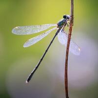 Dragonfly Photography, closeup shot of a dragonfly in the natural environment photo