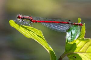 Dragonfly Photography, closeup shot of a dragonfly in the natural environment photo