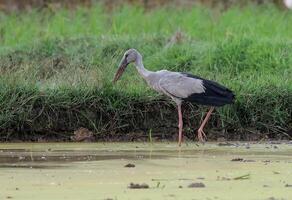 Bird Photography, Bird Picture, Most Beautiful Bird Photography, Nature Photography photo