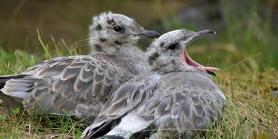 pájaro fotografía, pájaro imagen, más hermosa pájaro fotografía, naturaleza fotografía foto