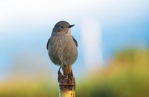 pájaro fotografía, pájaro imagen, más hermosa pájaro fotografía, naturaleza fotografía foto