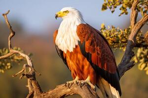 AI generated African fish eagle. Magnificent predator adorning the untouched african wilderness photo