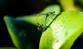 libélula fotografía, de cerca Disparo de un libélula en el natural ambiente foto