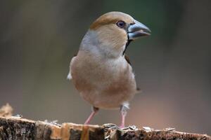 Bird Photography, Bird Picture, Most Beautiful Bird Photography, Nature Photography photo