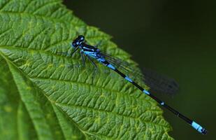 Dragonfly Photography, closeup shot of a dragonfly in the natural environment photo