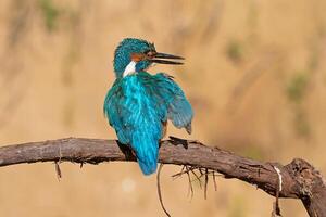 Bird Photography, Bird Picture, Most Beautiful Bird Photography, Nature Photography photo