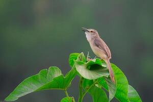 pájaro fotografía, pájaro imagen, más hermosa pájaro fotografía, naturaleza fotografía foto