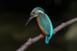 Bird Photography, Bird Picture, Most Beautiful Bird Photography, Nature Photography photo