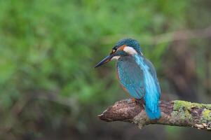 Bird Photography, Bird Picture, Most Beautiful Bird Photography, Nature Photography photo