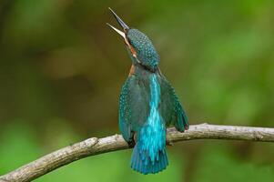 Bird Photography, Bird Picture, Most Beautiful Bird Photography, Nature Photography photo