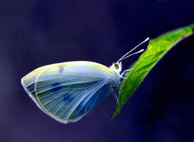 monarca, hermosa mariposa fotografía, hermosa mariposa en flor, macro fotografía, bello naturaleza foto