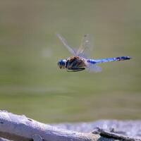 Dragonfly Photography, closeup shot of a dragonfly in the natural environment photo