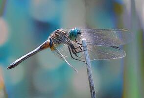 libélula fotografía, de cerca Disparo de un libélula en el natural ambiente foto