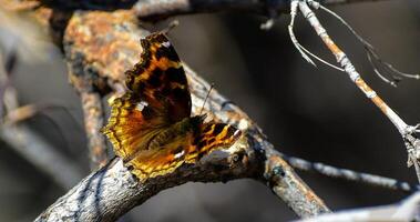 monarca, hermosa mariposa fotografía, hermosa mariposa en flor, macro fotografía, bello naturaleza foto