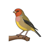 AI generated Finch Hand Drawn Cartoon Style Illustration png