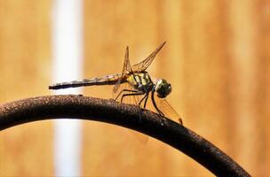 libélula fotografía, de cerca Disparo de un libélula en el natural ambiente foto