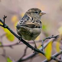 pájaro fotografía, pájaro imagen, más hermosa pájaro fotografía, naturaleza fotografía foto