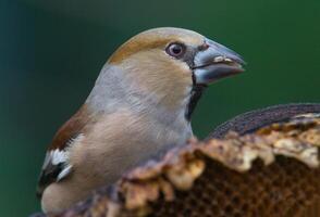 pájaro fotografía, pájaro imagen, más hermosa pájaro fotografía, naturaleza fotografía foto