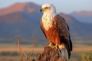 AI generated African wilderness. Majestic fish eagle bird in its natural habitat on safari expedition photo