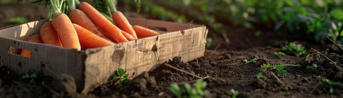 ai generado un zanahorias recién cosechado y metido en un reciclable cartulina caja en el suelo foto