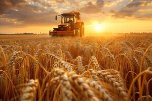 AI generated A tractor in the background working through a field of ripe golden wheat during harvest time photo