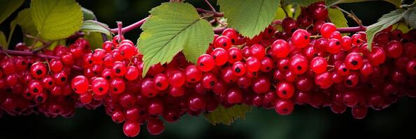 ai generado delicioso chokeberries - vibrante y nutritivo antecedentes para sano comida y bebida conceptos foto