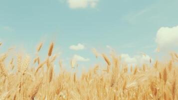 AI generated Evolving land and sky. Serene wheat field scenery for aesthetic desktop wallpaper photo