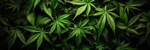 AI generated Fresh marijuana leaves on lush green background for beautiful banners and creative designs photo