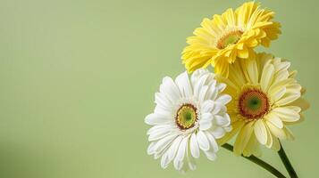 ai generado Tres amarillo y blanco gerbera margaritas en verde antecedentes foto