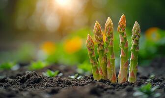 AI generated Young green asparagus sprouts in the soil in spring photo