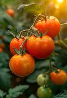 ai generado Tomates en el jardín. vegetal jardín con plantas de rojo Tomates. maduro Tomates en vino creciente en jardín. foto