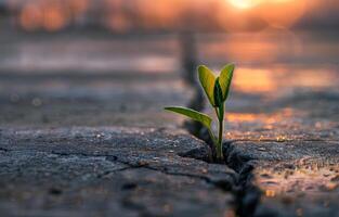 ai generado pequeño planta es creciente desde el grieta de el seco arriba lago foto