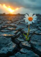 AI generated Lonely daisy grows in dried up empty field. Climate change photo