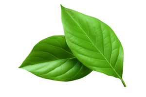AI generated Green leaves element png