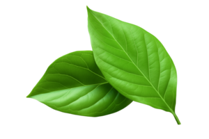 AI generated Green leaves element png