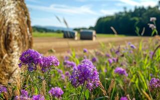 AI generated Purple flowers and hay bales on sunny summer day photo