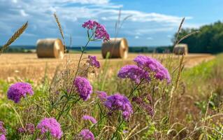 AI generated Pink flowers and hay bales in the background photo