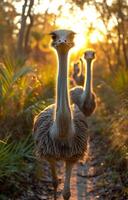 AI generated Ostrich family walking in the nature photo