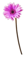 bloem vormen geïsoleerd over- transparant achtergrond, bloemen clip art PNG illustratie